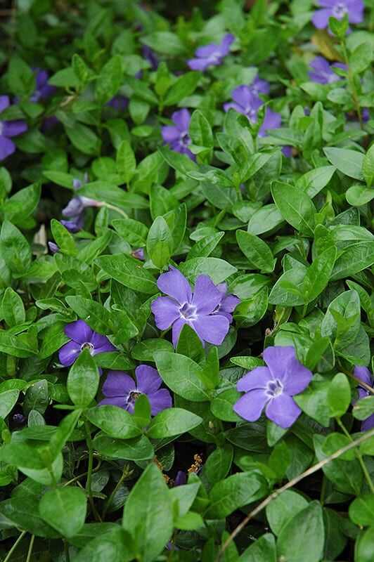 Bowles Periwinkle (Vinca Minor ‘Bowles’)