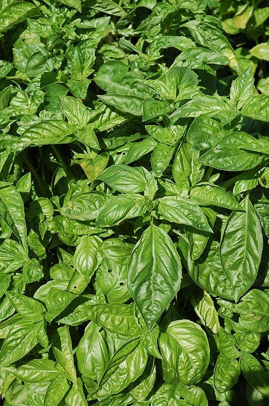 sweet basil