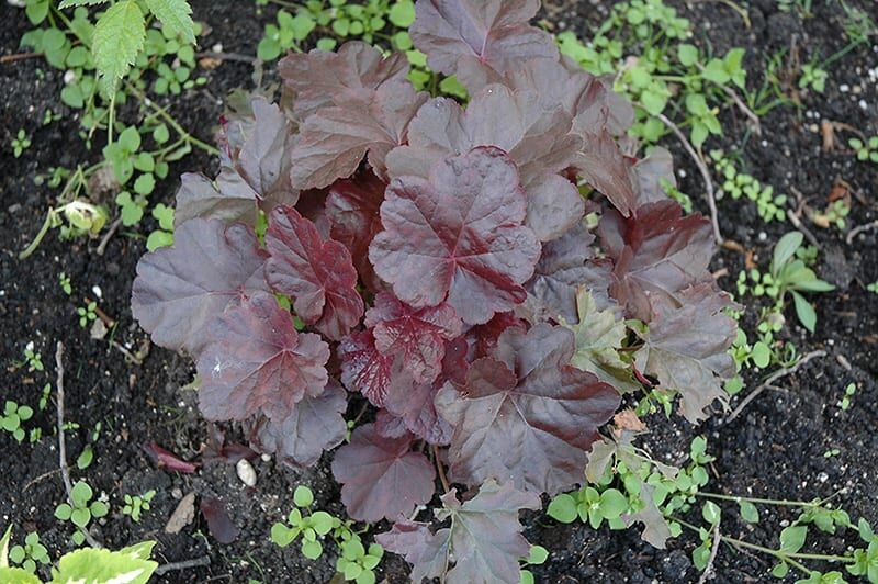 obsidian coral bells