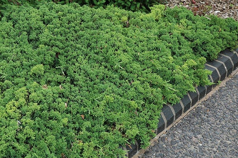 green mound dwarf Japanese juniper