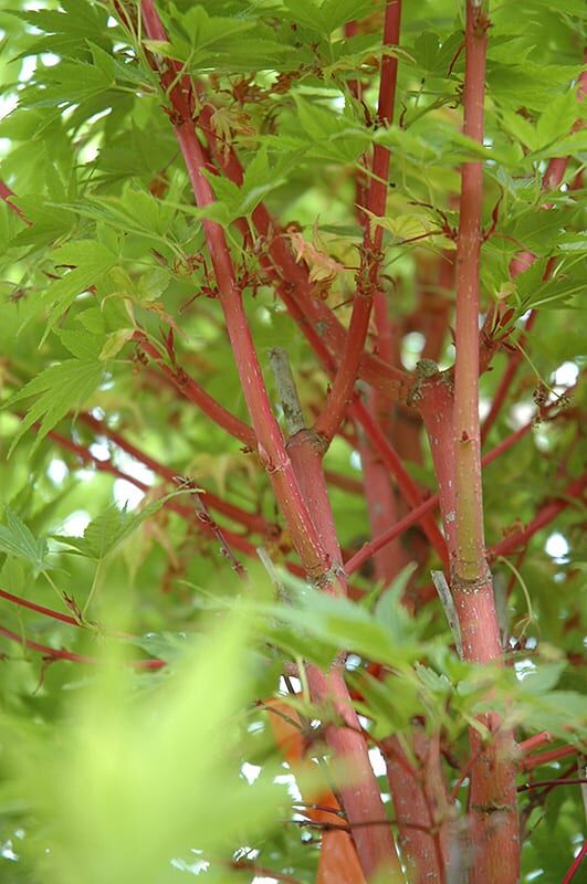 coral bark Japanese maple