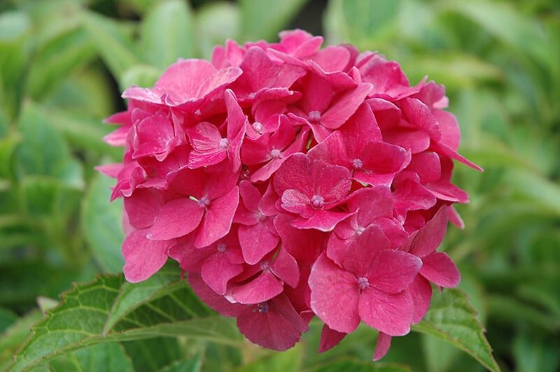 pink elf dwarf hydrangea