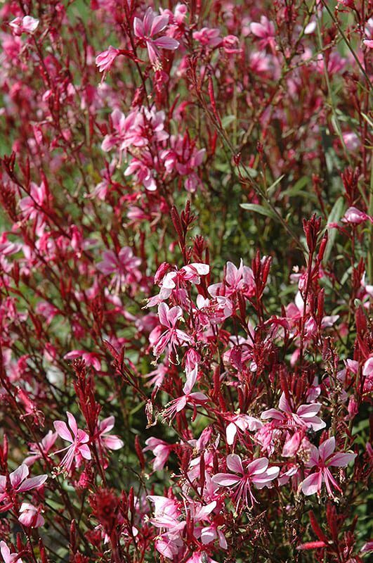 belleza gaura