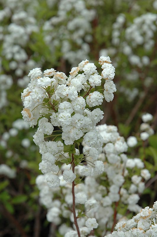 bridalwreath spirea