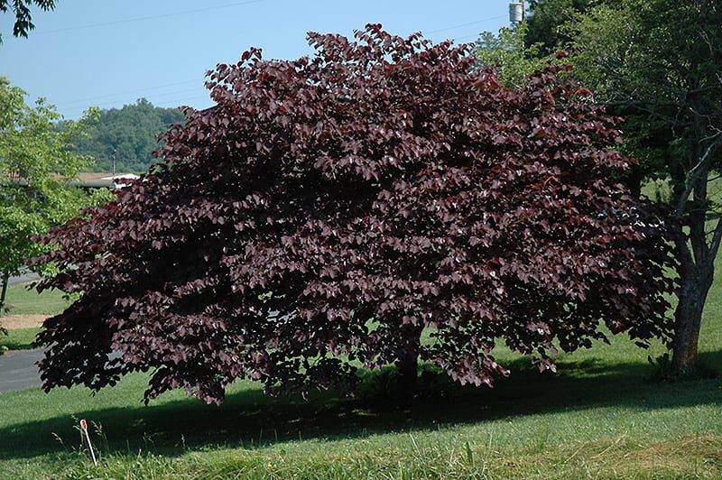 burgundy hearts redbud