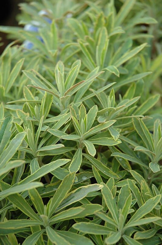 ascot rainbow spurge