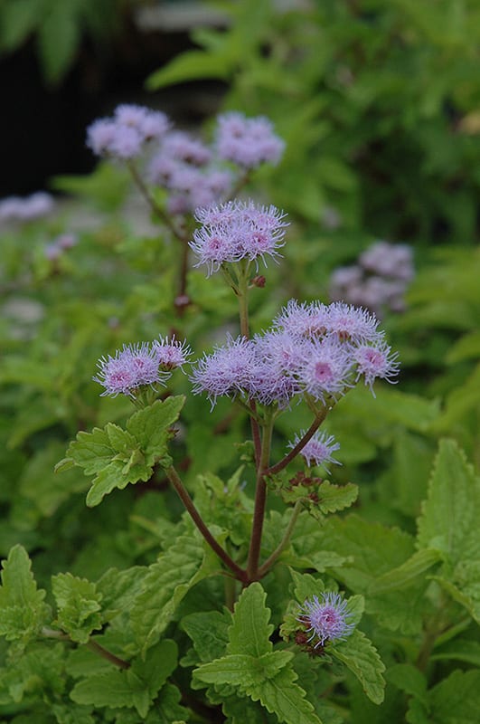 blue mistflower