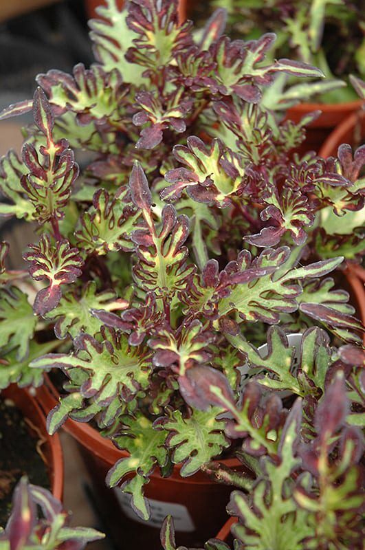 merlins magic coleus