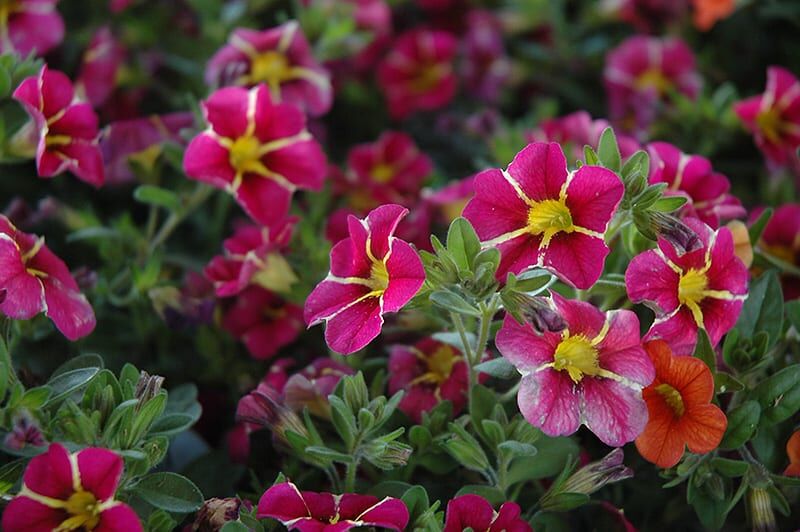 superbells cherry star calibrachoa