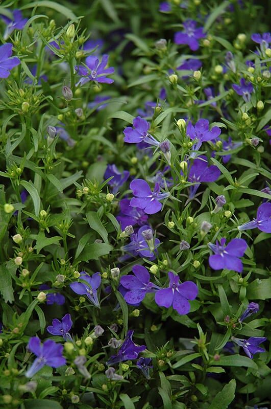 riviera midnight blue lobelia