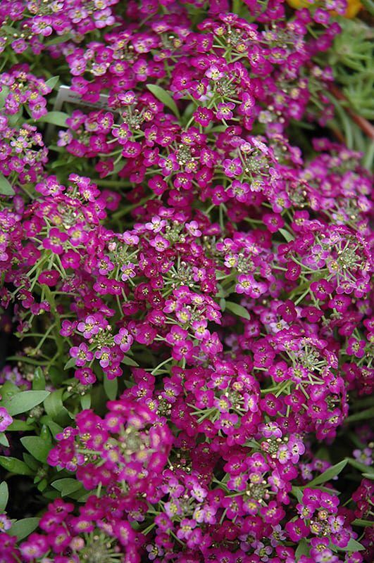 wonderland purple alyssum