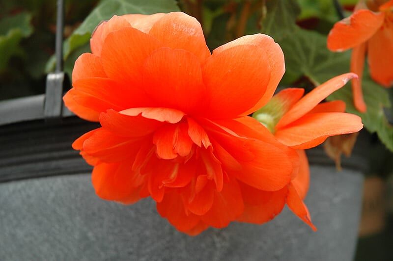 nonstop orange begonia