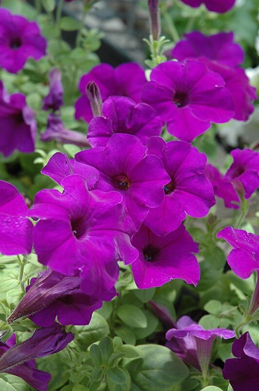 easy wave blue petunia