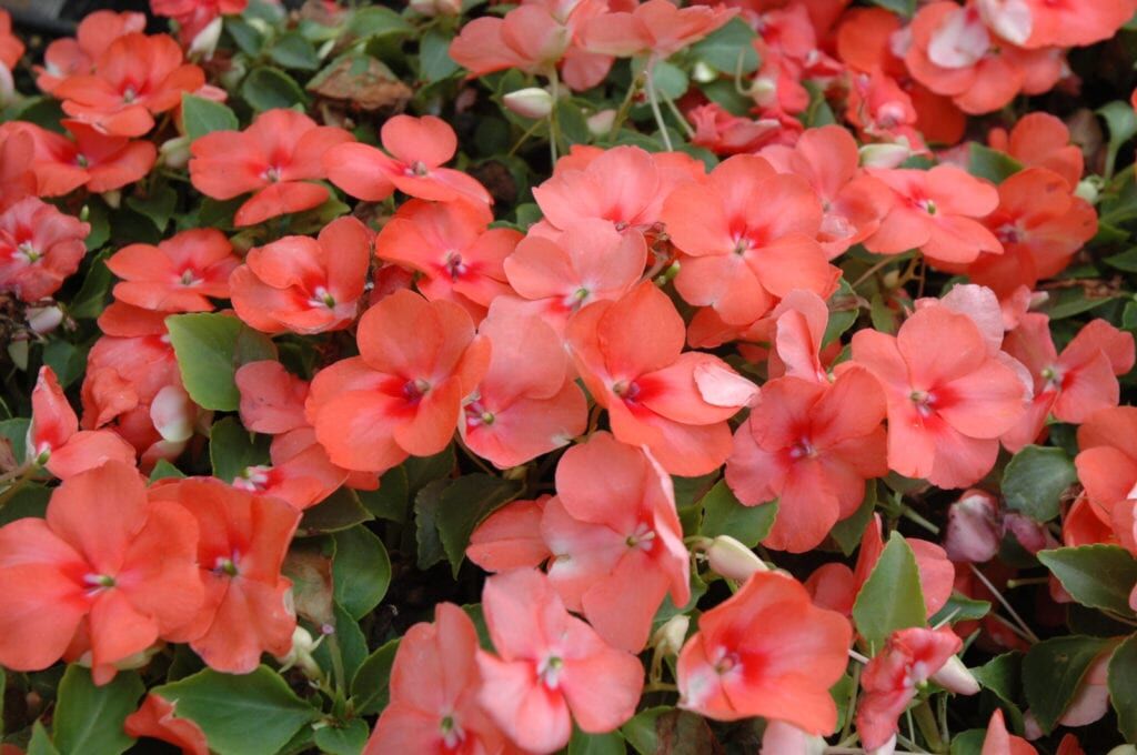 Super Elfin Apricot Impatiens