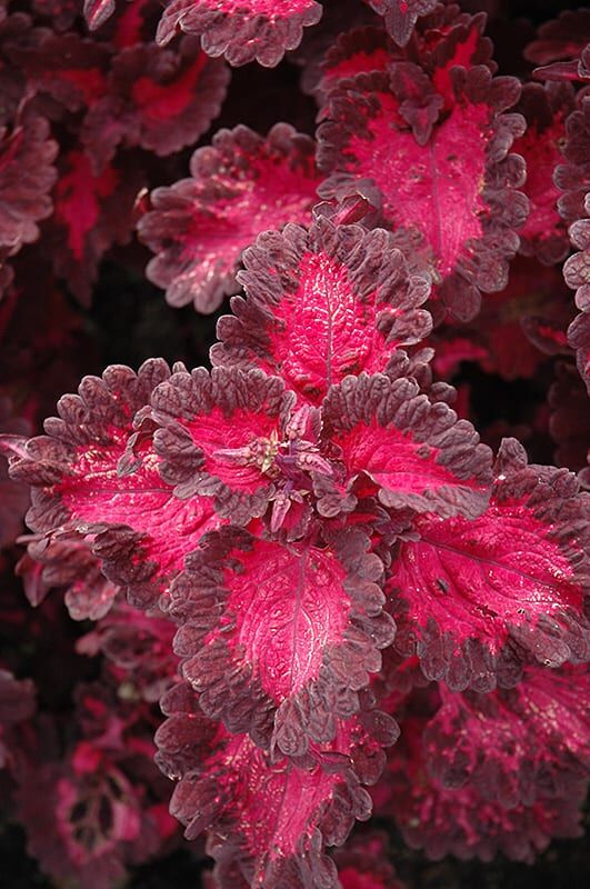 defiance coleus