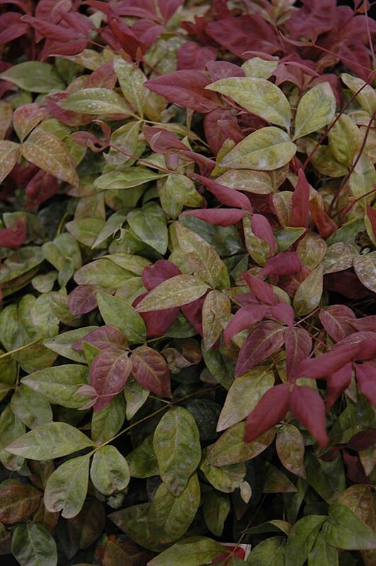 blush pink nandina