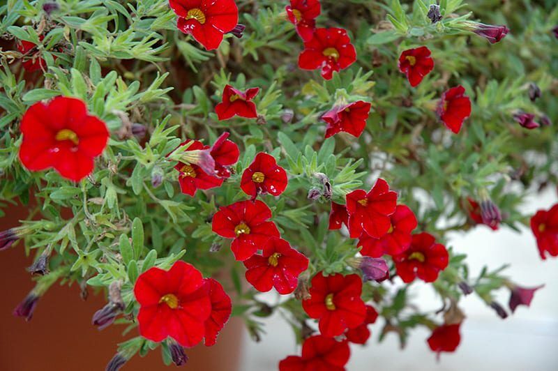 cabaret bright red calibrachoa