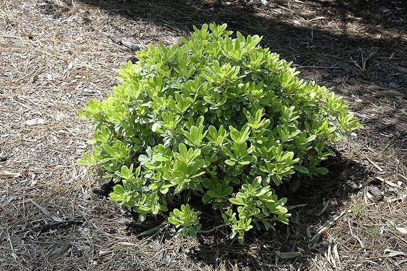 mojo dwarf mock orange