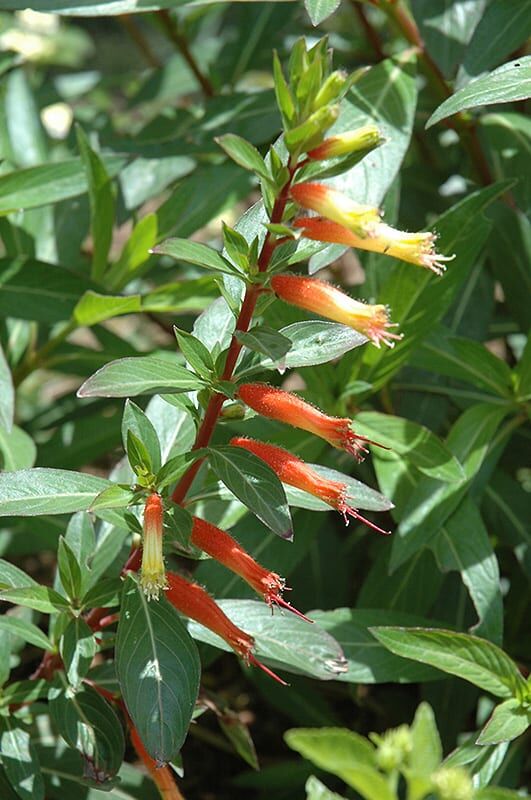 firecracker plant