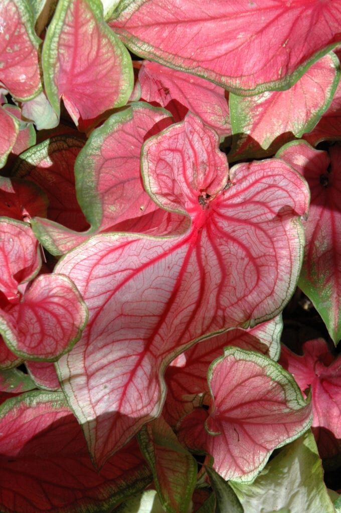 Florida Sweetheart Caladium