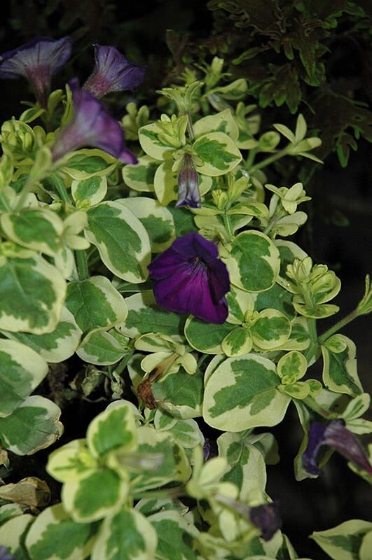 glamouflage grape petunia