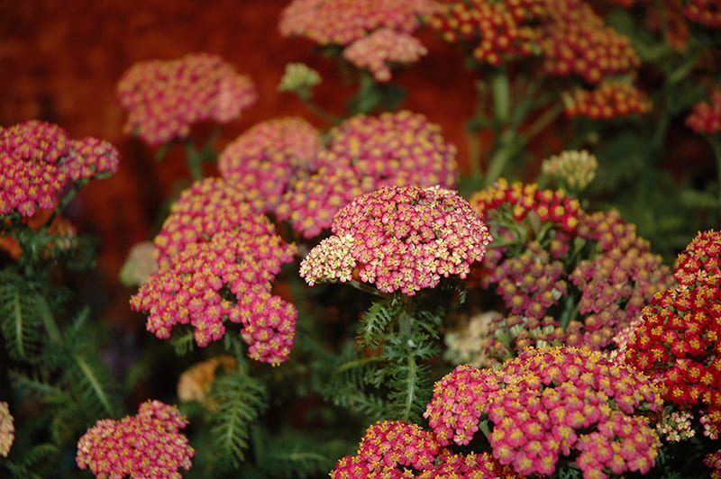 new vintage rose yarrow