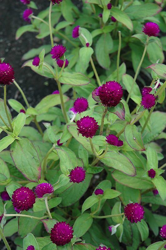 Audrey purple red gomphrena