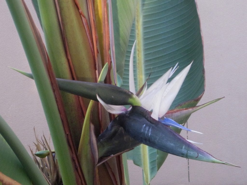 White Bird Of Paradise