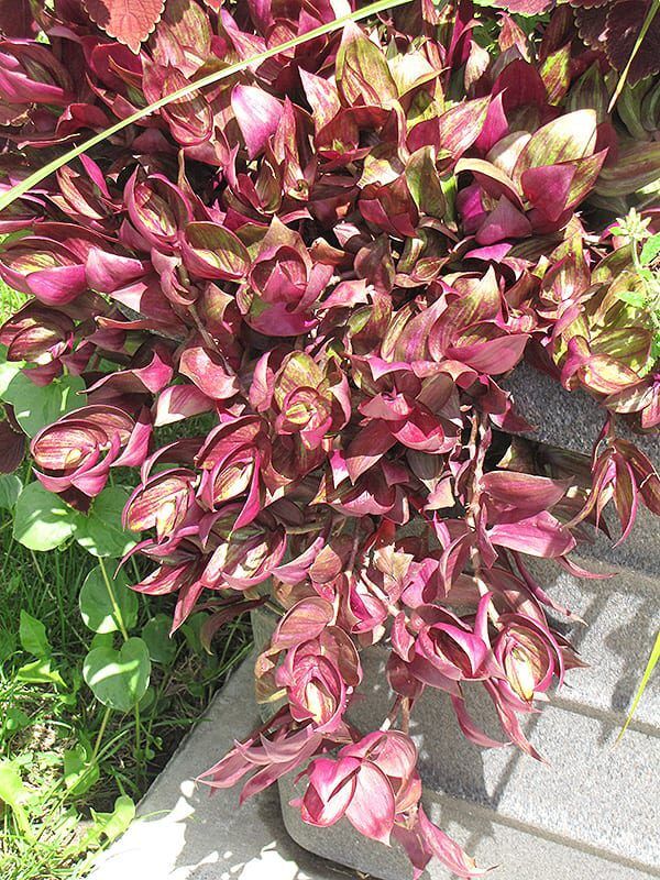 purple wandering jew