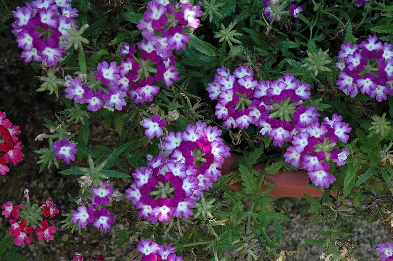 lanai twister purple verbena