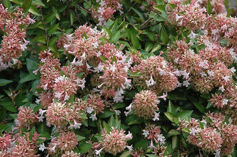 canyon creek abelia