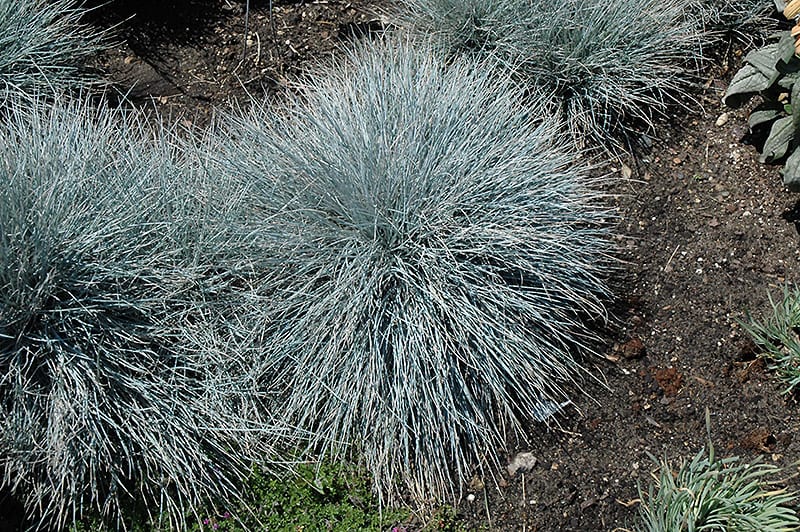 Elijah blue fescue