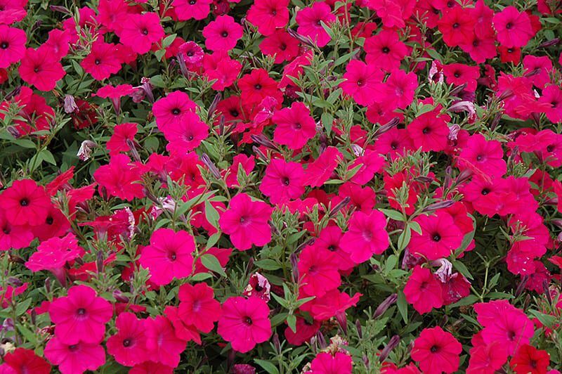 tidal wave cherry petunia