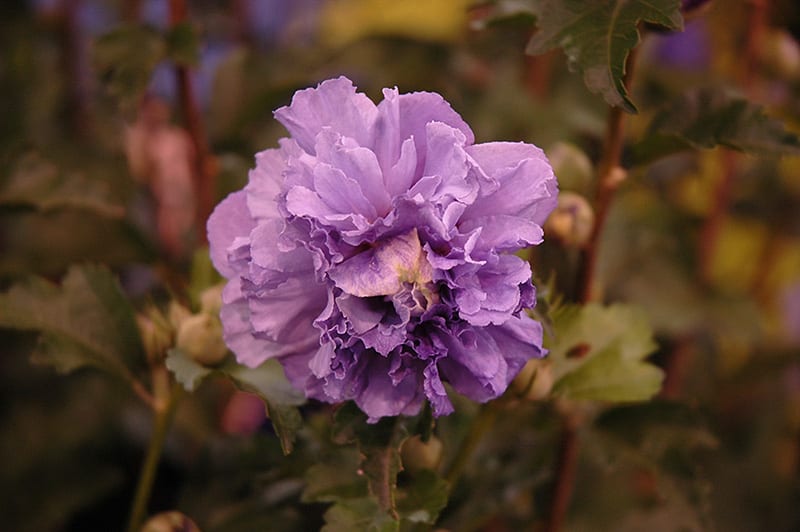 blueberry smoothie rose of sharon