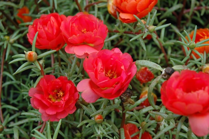 sundial red purslane