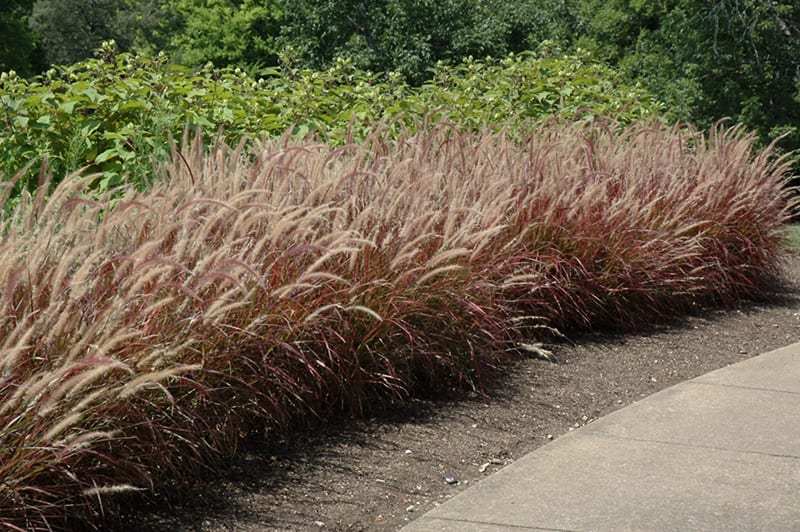 purple fountain grass