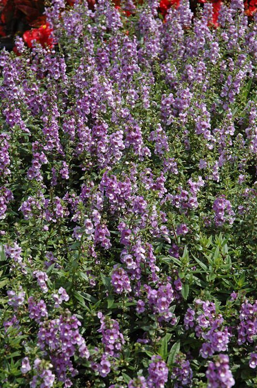 serenita sky blue angelonia