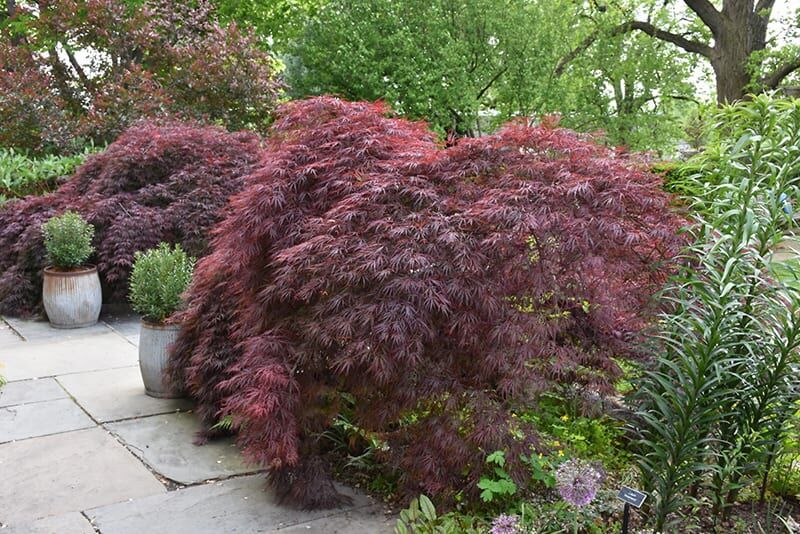 crimson queen Japanese maple