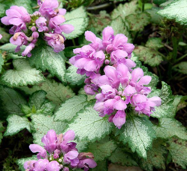 Lamium