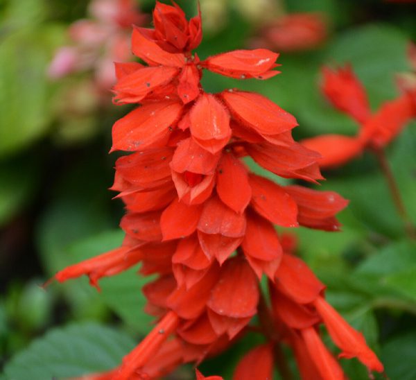 Salvia