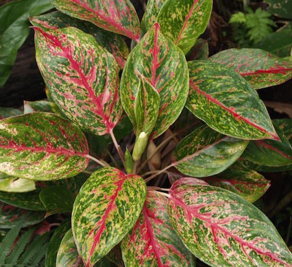 aglaonema