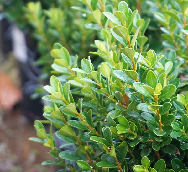 Baby Gem™ Boxwood