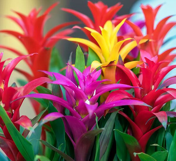 bromeliad guzmania in red, yellow, and purple