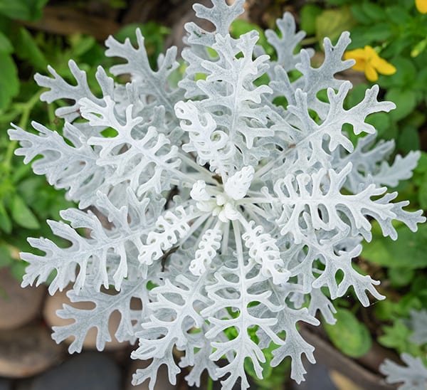 dusty miller