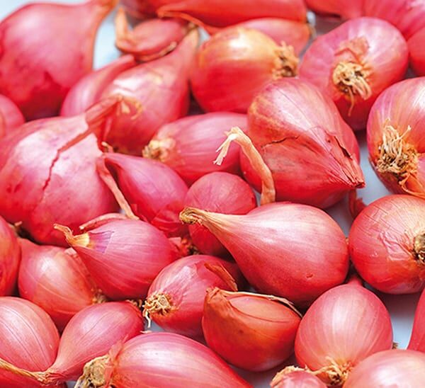 gourmet red shallot