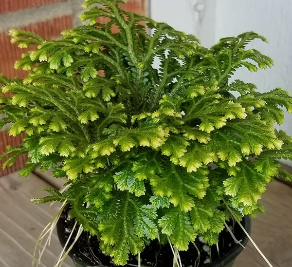 selaginella frosty