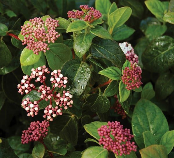 shades of pink viburnum