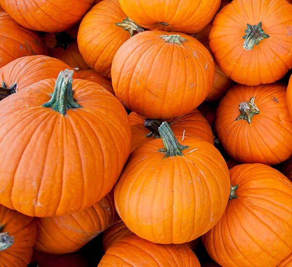 Jack O'Lantern Pumpkin