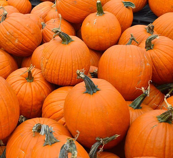 Jack O'Lantern Pumpkin