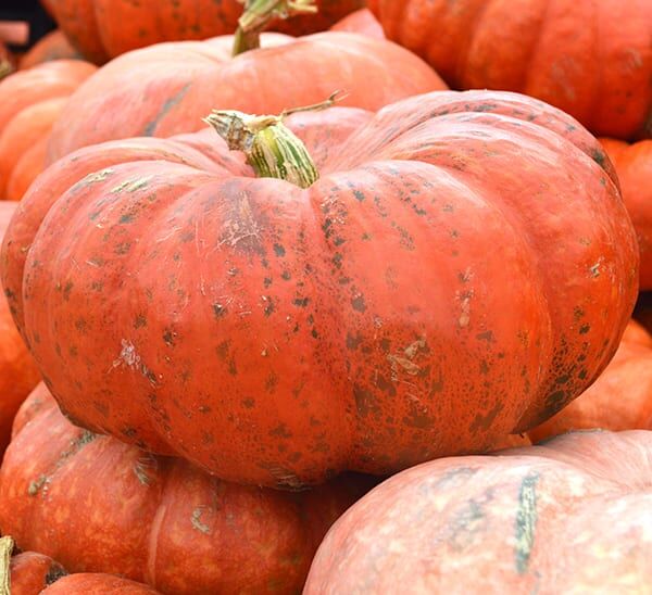 Cinderella Pumpkin
